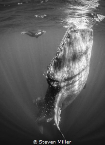 Whaleshark aggregation of Isle Mujeres. No strobes or Scu... by Steven Miller 